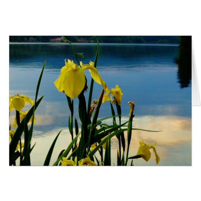 Iris jaune à Lake Shore (Devant horizontal)