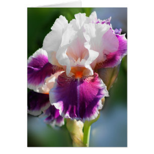 Iris-kaart