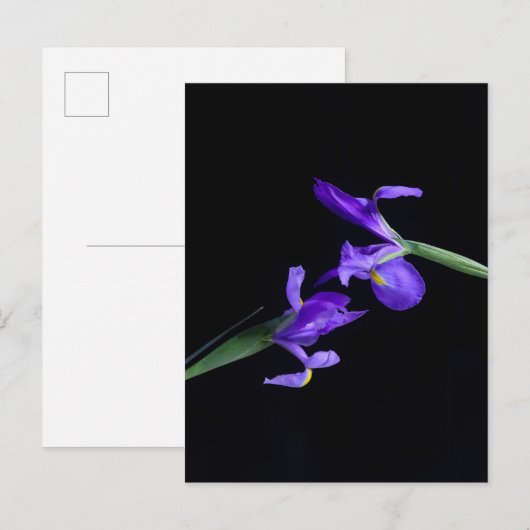 Iris Lovers Briefkaart (Voorkant / Achterkant)