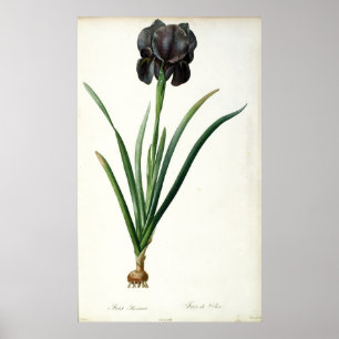 Iris Luxiana uit "Les Liliacees", 1805 Poster