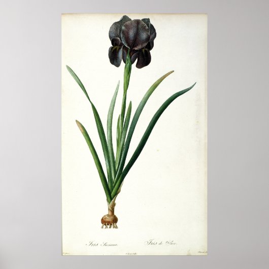 Iris Luxiana uit "Les Liliacees", 1805 Poster (Voorkant)