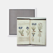 Iris Magneet (Voorkant / Achterkant)