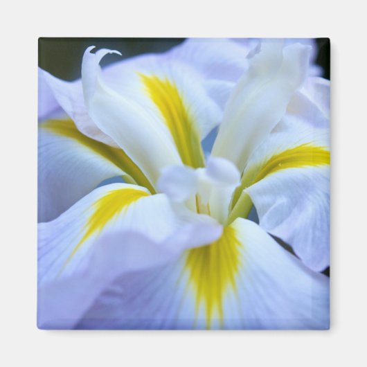 Iris Magnet (Devant)