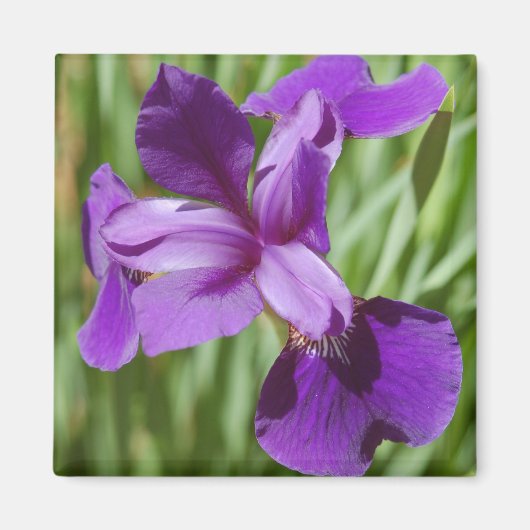 Iris Magnet (Devant)