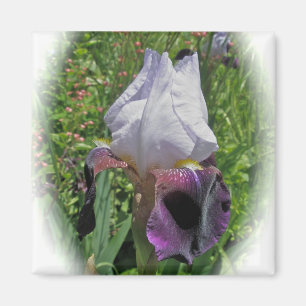 Iris Magnet Magneet