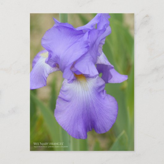 Iris "Mary Frances" (Briefkaart) Briefkaart (Voorkant)