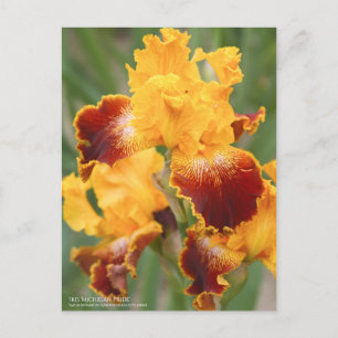 Iris "Michigan Pride":Briefkaart Briefkaart