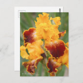 Iris "Michigan Pride":Briefkaart Briefkaart (Voorkant / Achterkant)