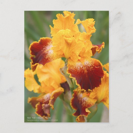 Iris "Michigan Pride":Briefkaart Briefkaart (Voorkant)