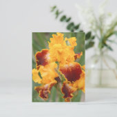 Iris "Michigan Pride" : Carte postale (Debout devant)