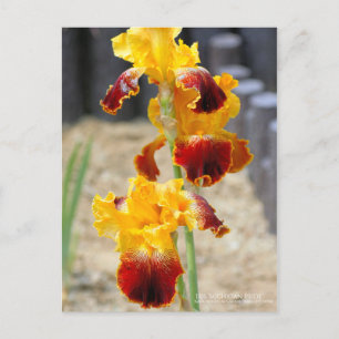 Iris "Michigan Pride" : Carte postale