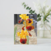 Iris "Michigan Pride" : Carte postale (Debout devant)