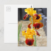 Iris "Michigan Pride" : Carte postale (Devant / Derrière)