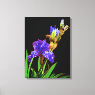 Iris op zwart glad canvas afdruk