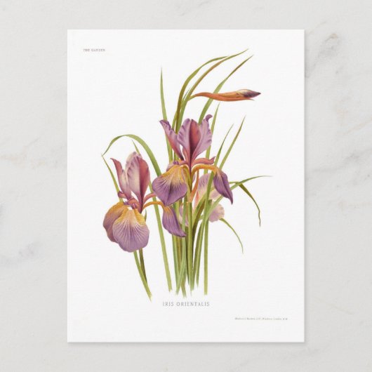 Iris orientalis briefkaart (Voorkant)