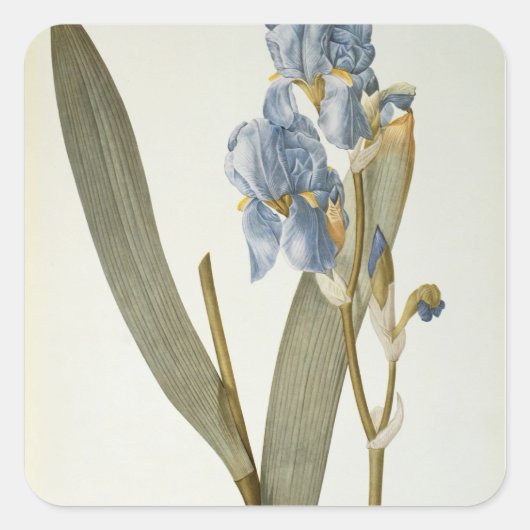 Iris Pallida, from Les Liliaces', 1812 Vierkante Sticker (Voorkant)