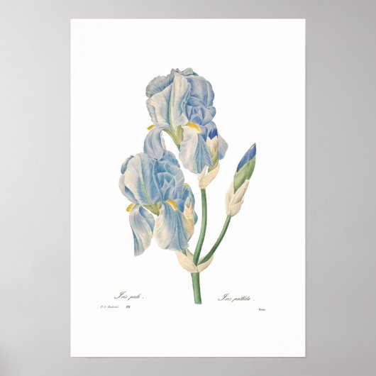 Iris pallida poster (Voorkant)