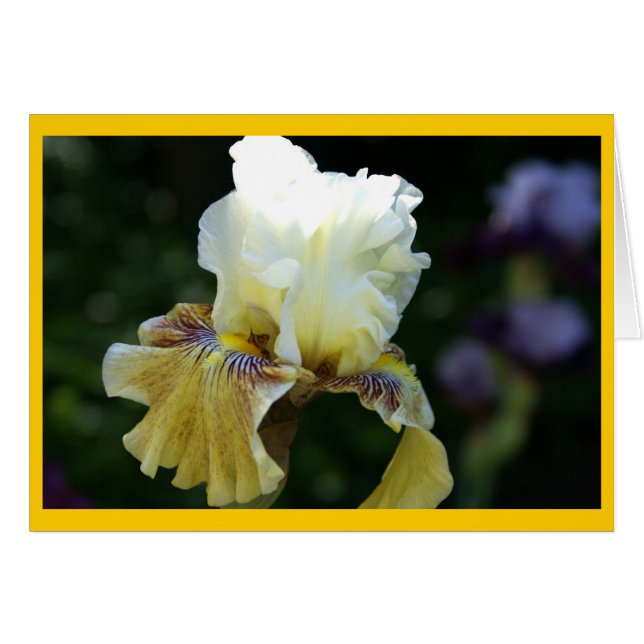 Iris Perfection (Voorkant Horizontaal)
