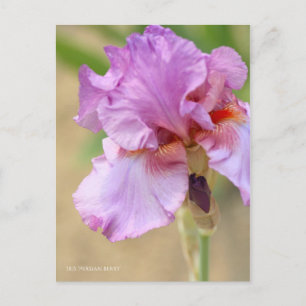 Iris "Persian Berry" (Briefkaart) ポ ト カ ー ド Briefkaart