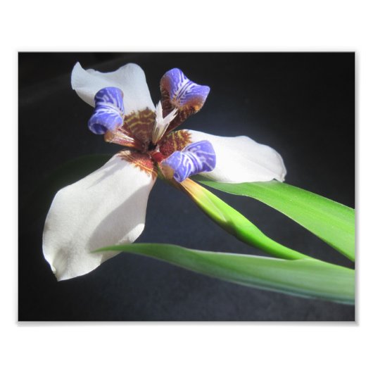 Iris Photo Print Foto Afdruk (Voorkant)