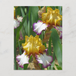 Iris "Point Made" (Briefkaart) ポ カ ー ド Briefkaart