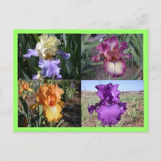 Iris Post Kaart (Voorkant)