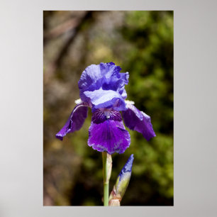 Iris Poster