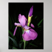IRIS POSTER (Voorkant)