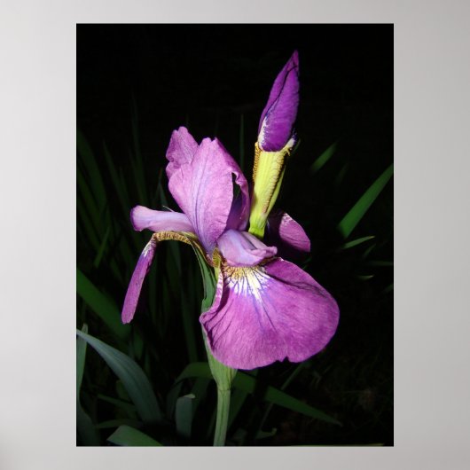 IRIS POSTER (Voorkant)