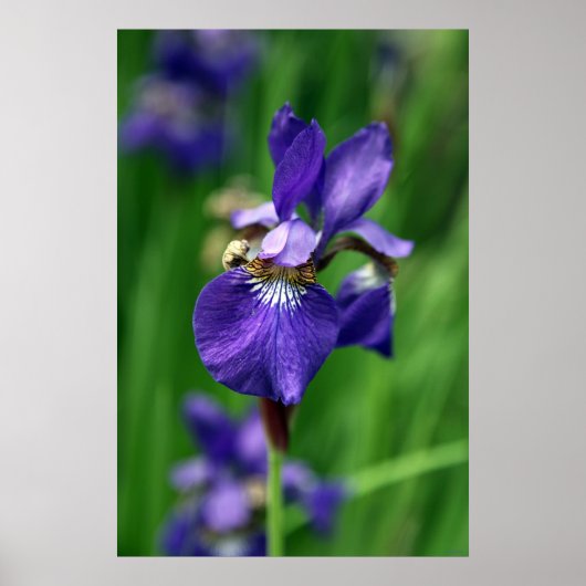 Iris Poster (Voorkant)