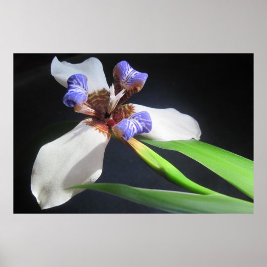 Iris Poster (Voorkant)