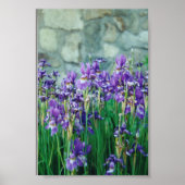 Iris Poster (Voorkant)