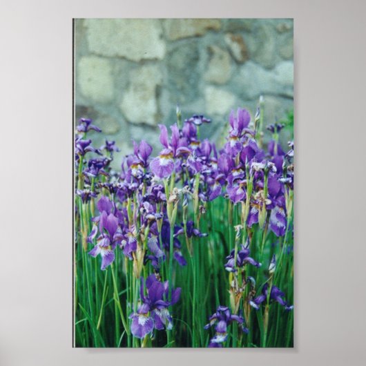 Iris Poster (Voorkant)