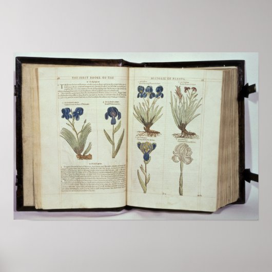 Iris Poster (Voorkant)