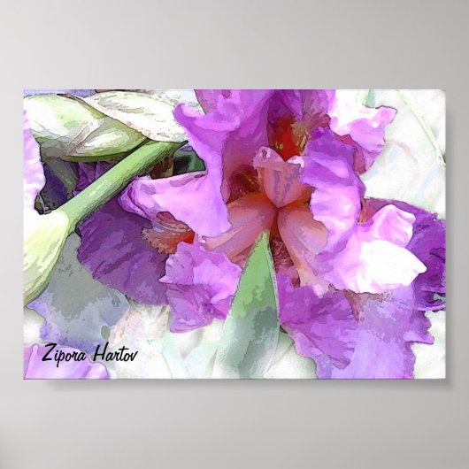 Iris Poster (Voorkant)