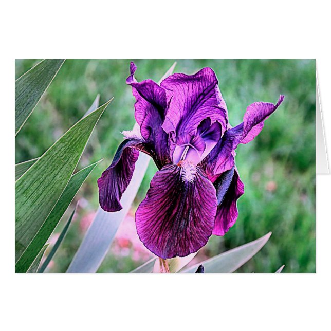 Iris pourpre (Devant horizontal)
