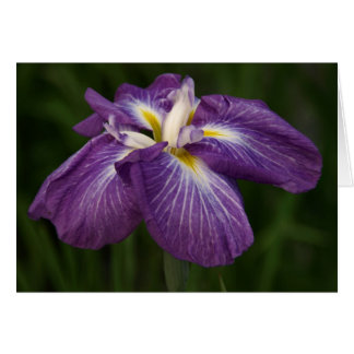 Iris pourpre