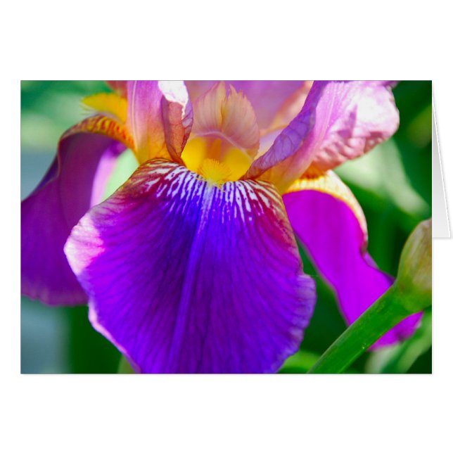 Iris pourpre (Devant horizontal)