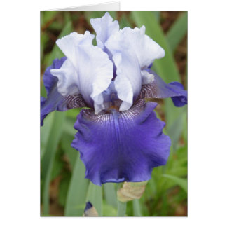 Iris pourpre