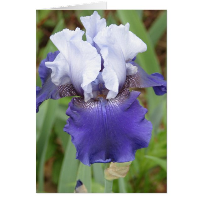 Iris pourpre (Devant)