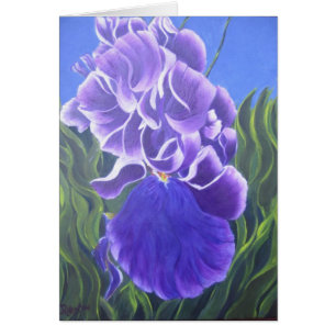 Iris pourpre