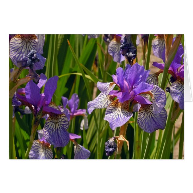 Iris pourpre (Devant horizontal)