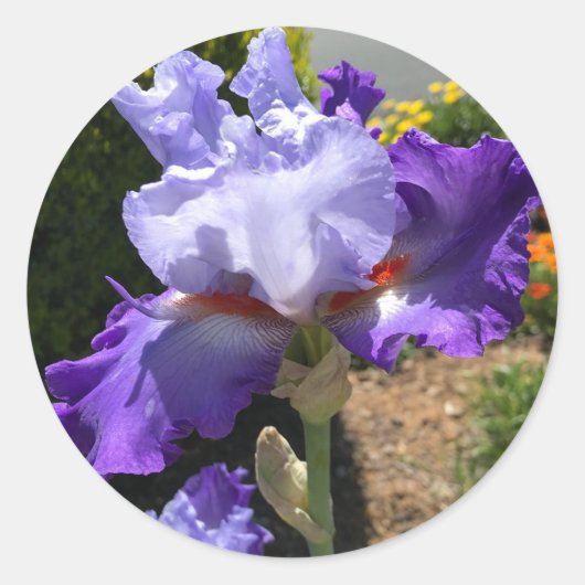 Iris pourpre avec Stickers Oreilles Orange (Devant)