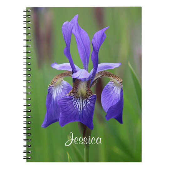 Iris pourpre carnet