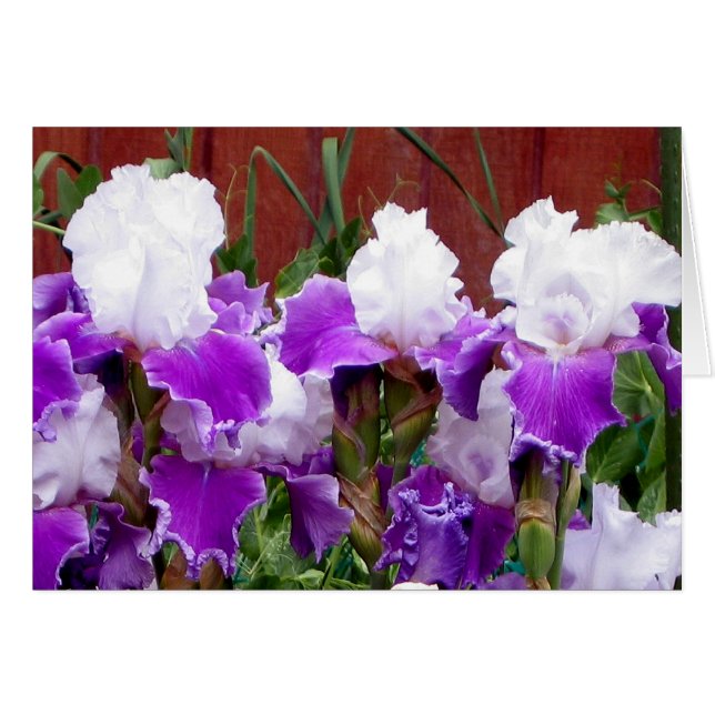 Iris pourpres et blancs (Devant horizontal)