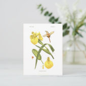 Iris pseudacorus briefkaart (Staand voorkant)