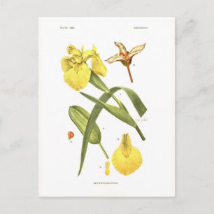 Iris pseudacorus briefkaart