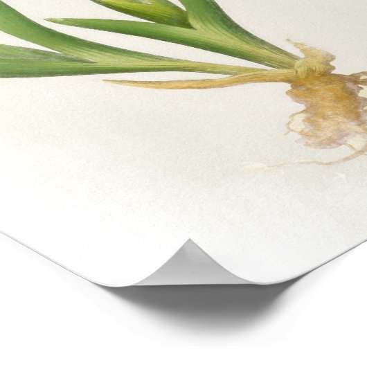 Iris Pumila Floral Print (Hoek)