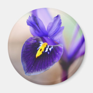 Iris Reticulata Flower Magnet Magneet