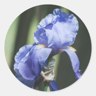 iris ronde sticker